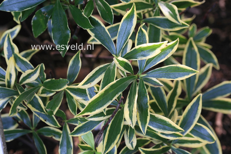 Daphne odorata 'Rogbret' (MARIANNI) (27331)