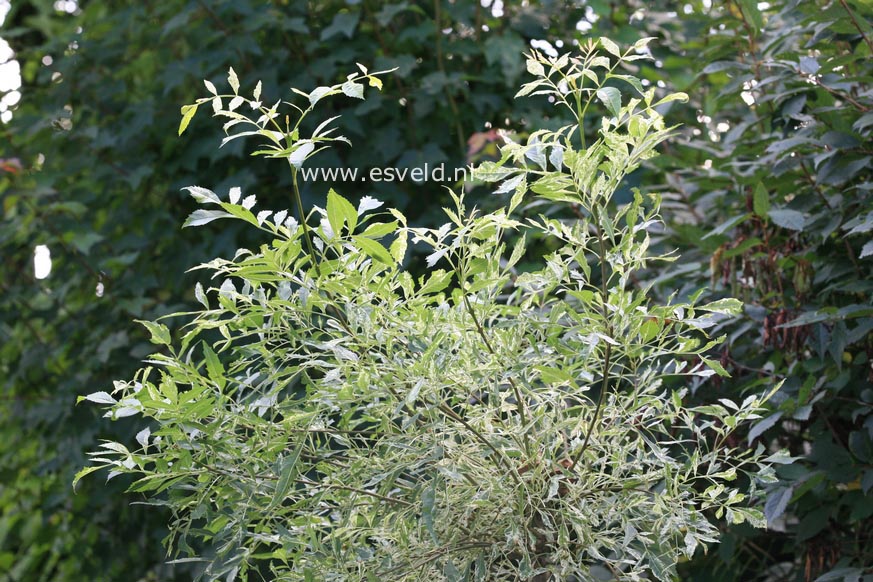 Fraxinus angustifolia 'Variegata'