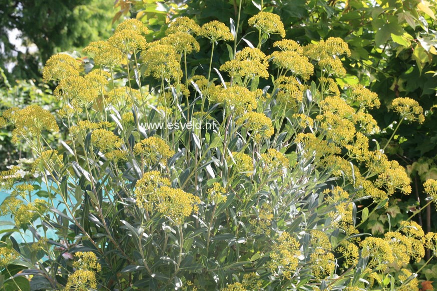 Bupleurum fruticosum