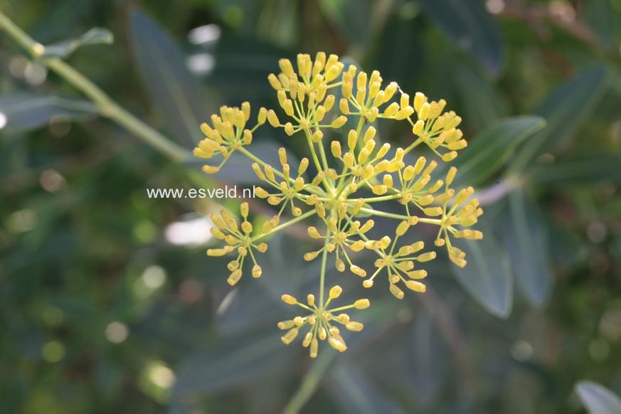 Bupleurum fruticosum