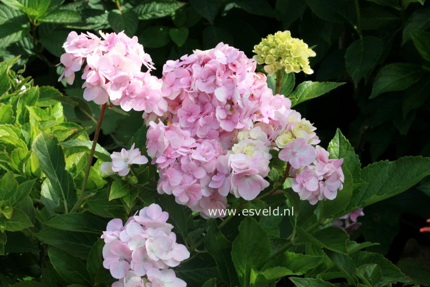 Hydrangea macrophylla 'Juhni hito e'