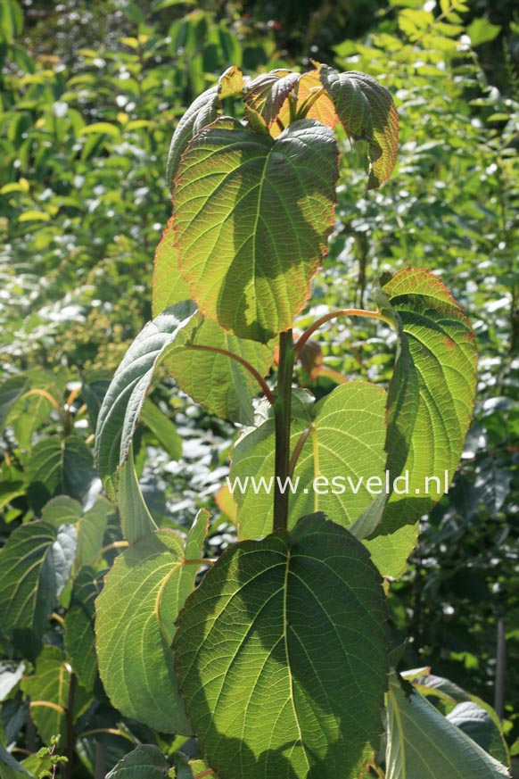 Davidia involucrata