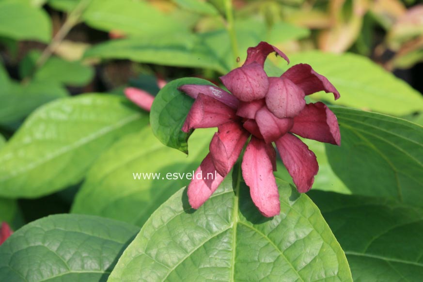 Calycanthus raulstonii 'Hartledge Wine'