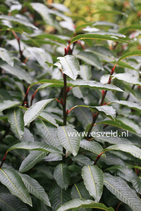 Salix moupinensis