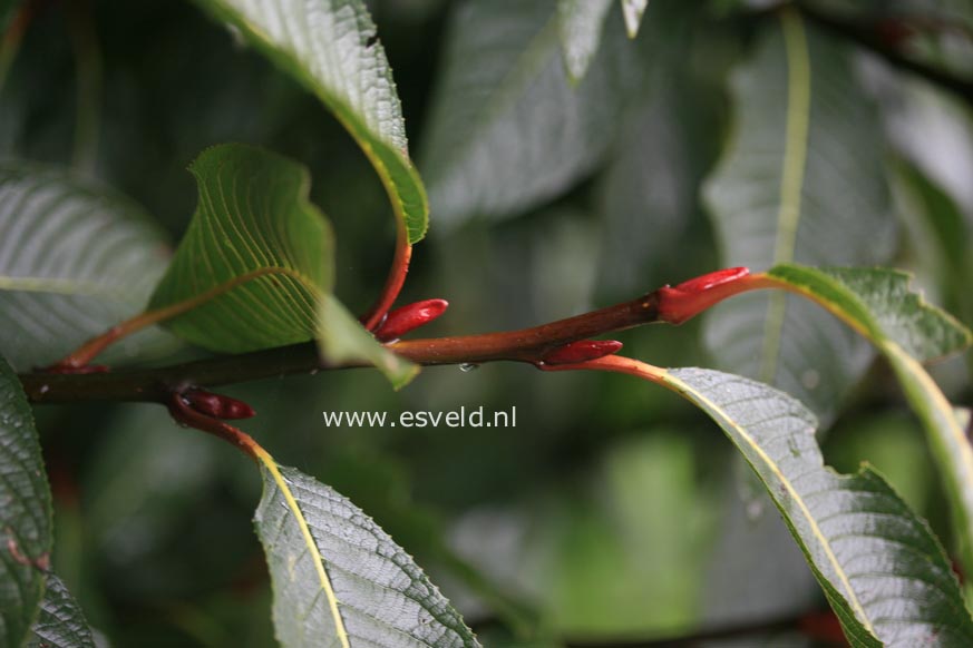 Salix moupinensis