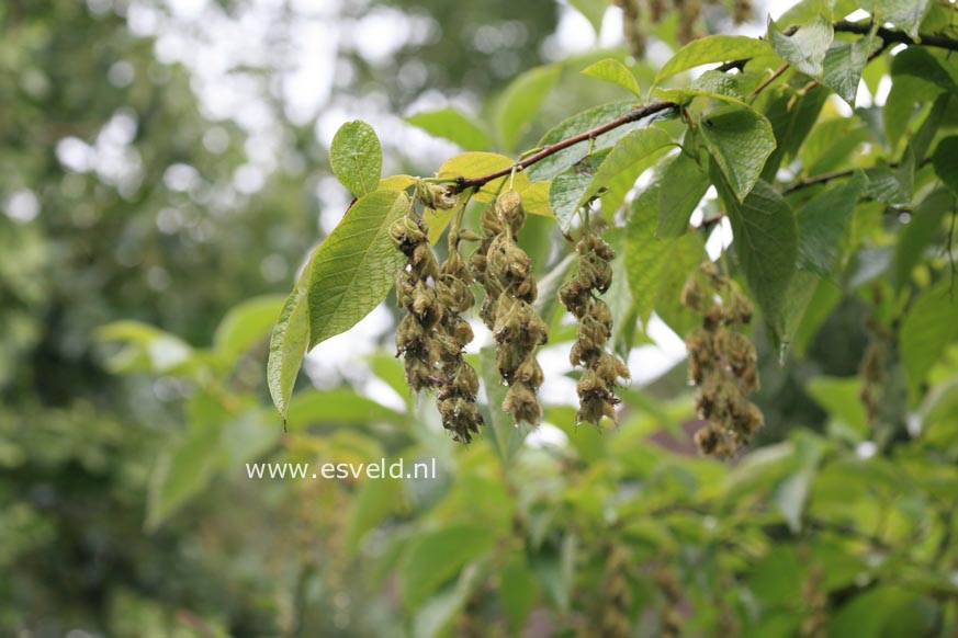 Pterostyrax hispida