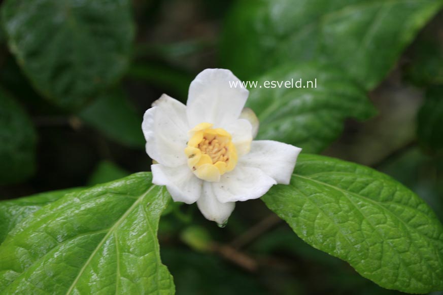 Calycanthus chinensis