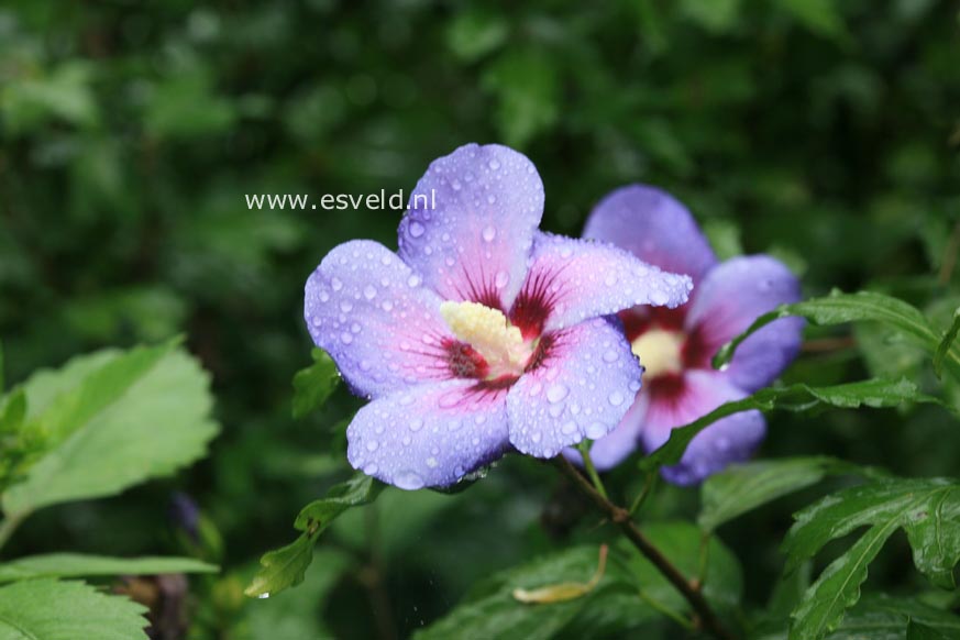 Hibiscus syriacus 'Oiseau Bleu'