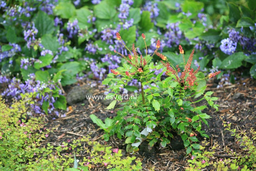 Mahonia 'Cabaret'