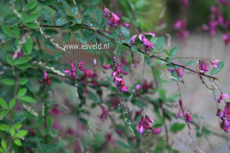 Lespedeza thunbergii