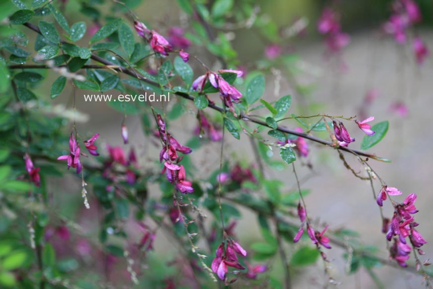 Lespedeza thunbergii