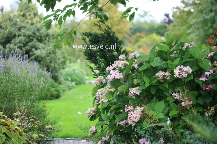 Hydrangea macrophylla 'Izu no hana'