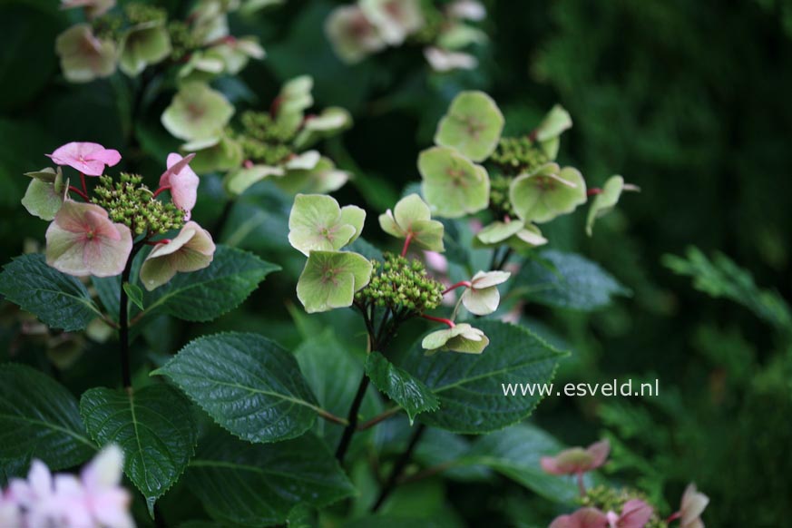 Hydrangea macrophylla 'Zorro'