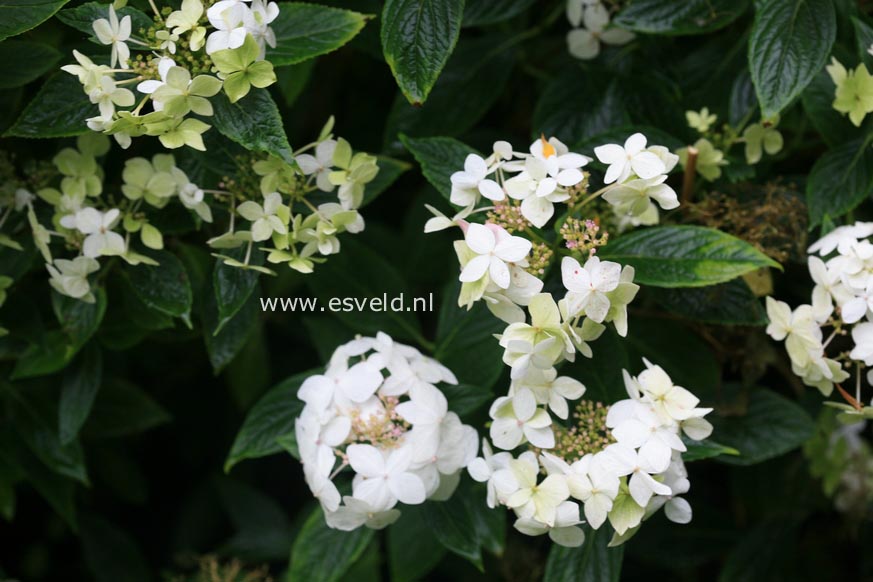 Hydrangea macrophylla 'Lanarth White'