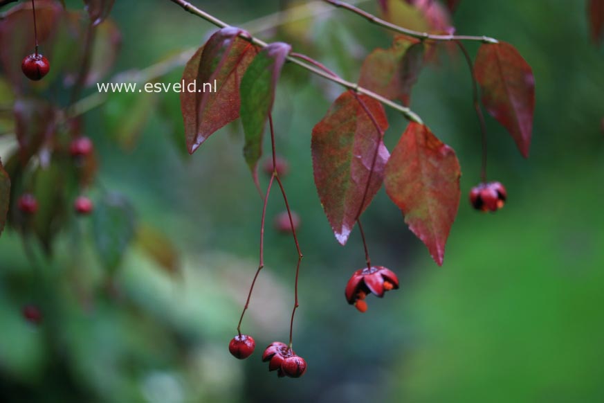 Euonymus oxyphyllus