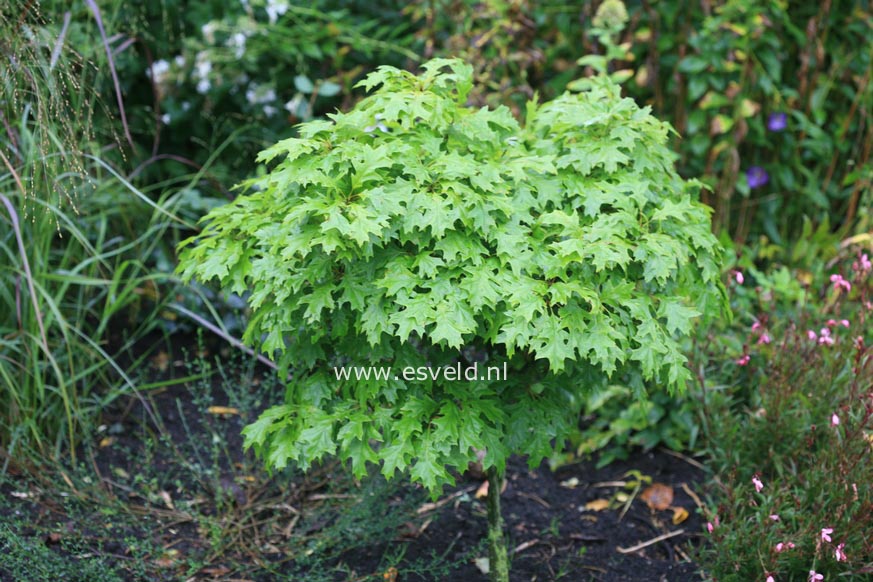 Quercus palustris 'Isabel'