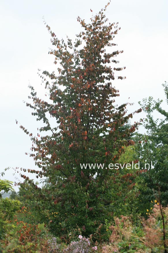 Parrotia persica 'Vanessa'