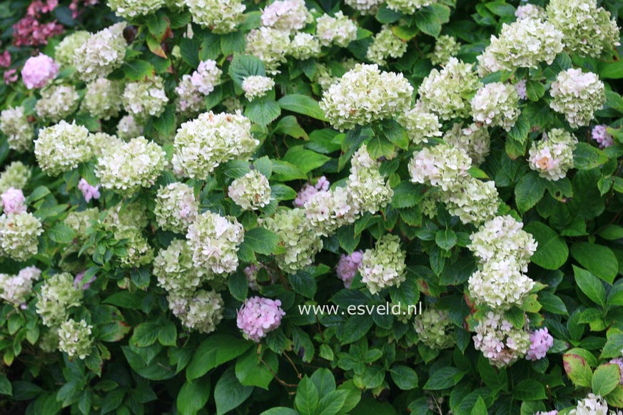 Hydrangea macrophylla 'Otaksa'