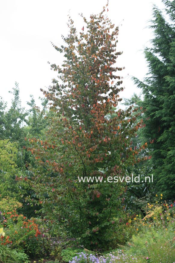 Parrotia persica 'Vanessa'