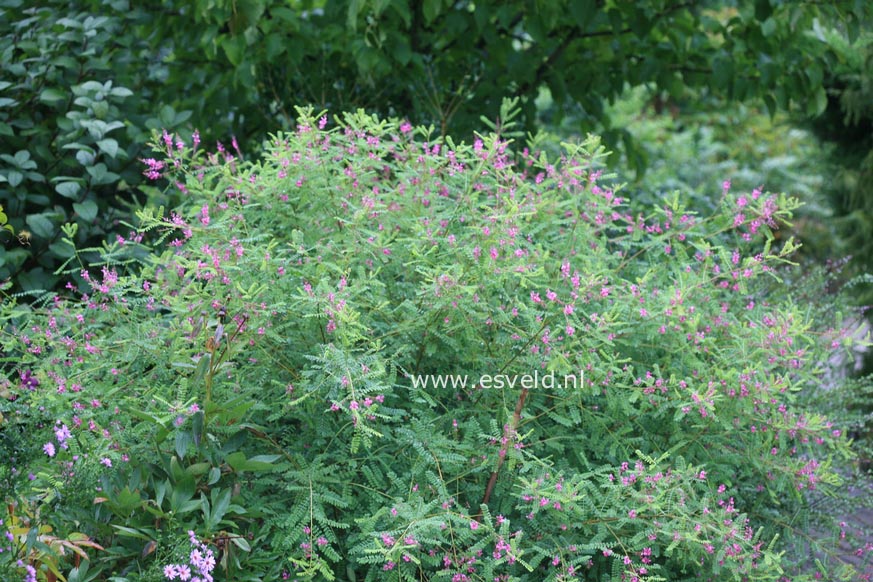 Indigofera amblyantha