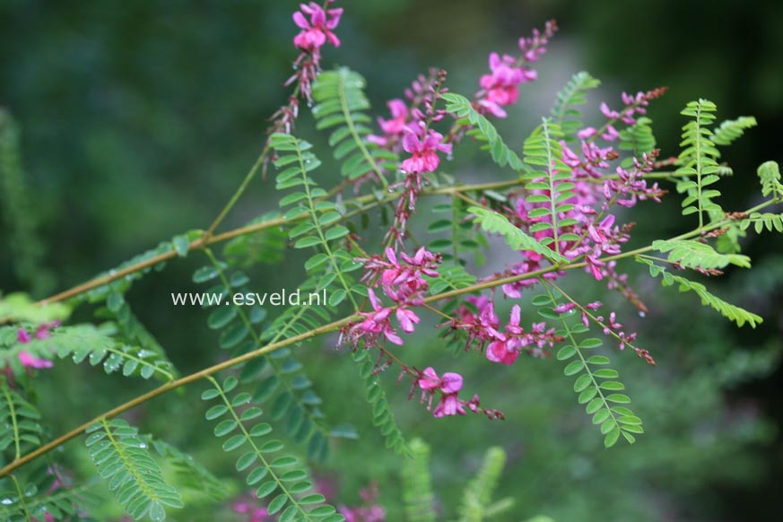 Indigofera amblyantha