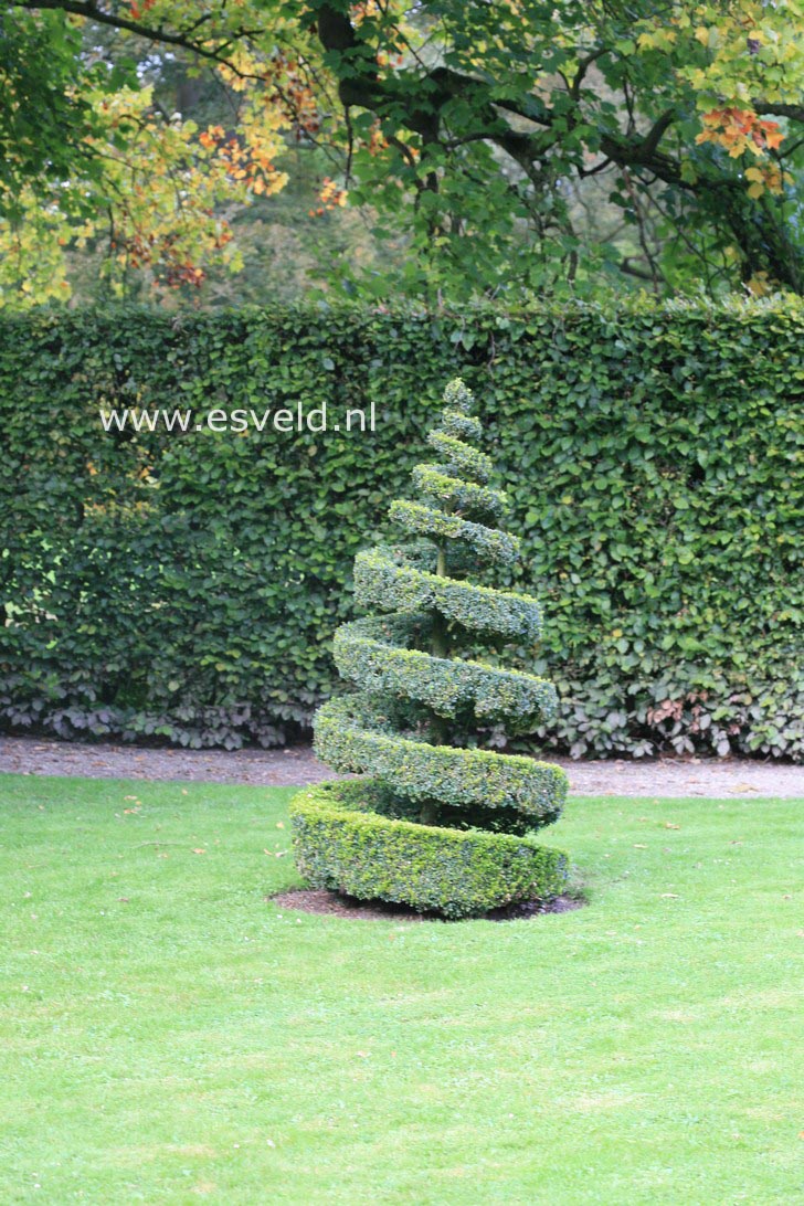 Buxus sempervirens