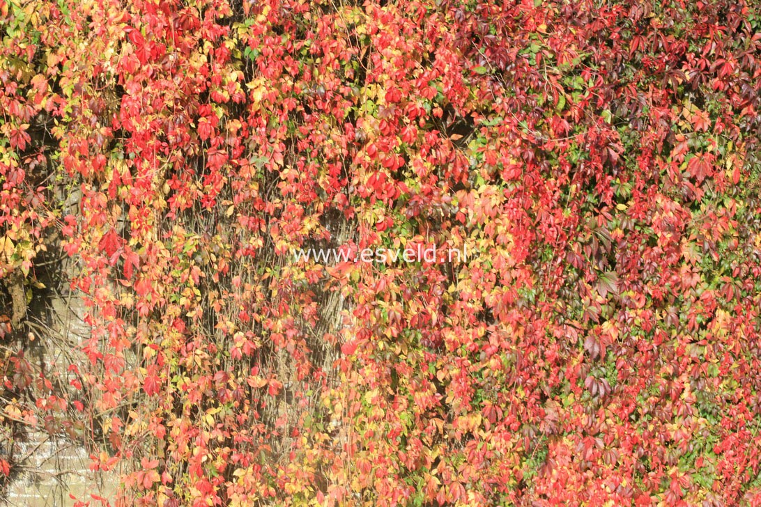 Parthenocissus quinquefolia