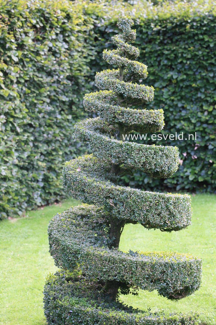 Buxus sempervirens