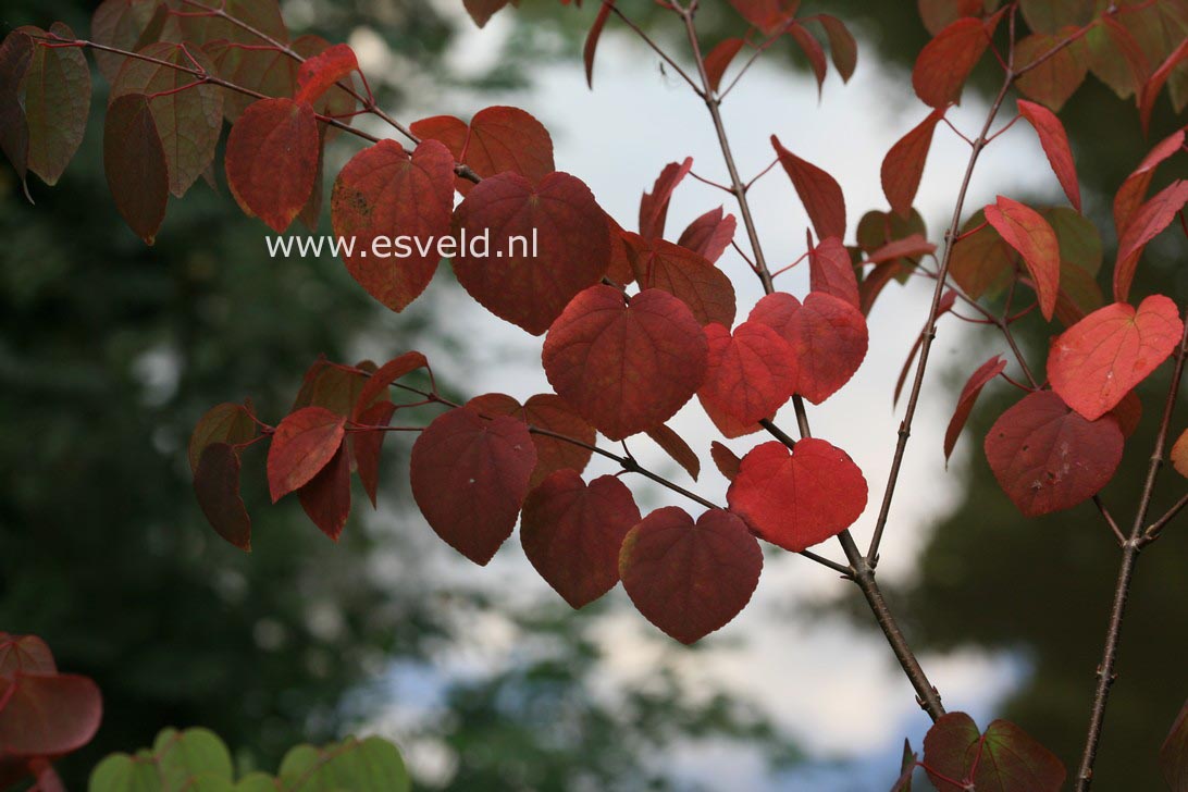 Cercidiphyllum japonicum