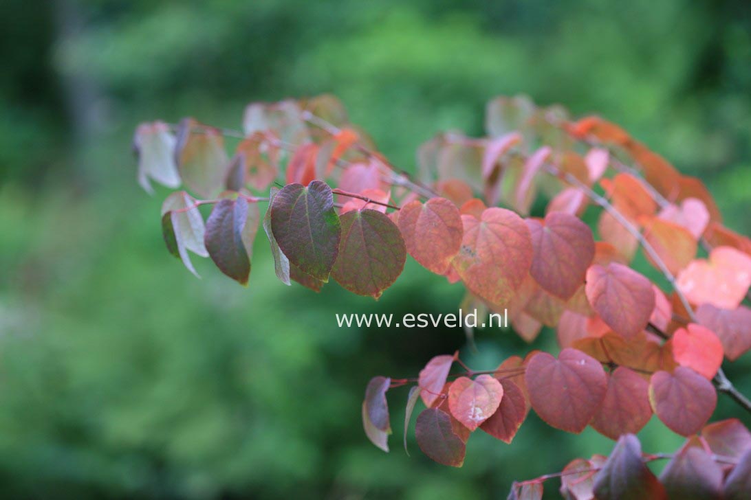 Cercidiphyllum japonicum