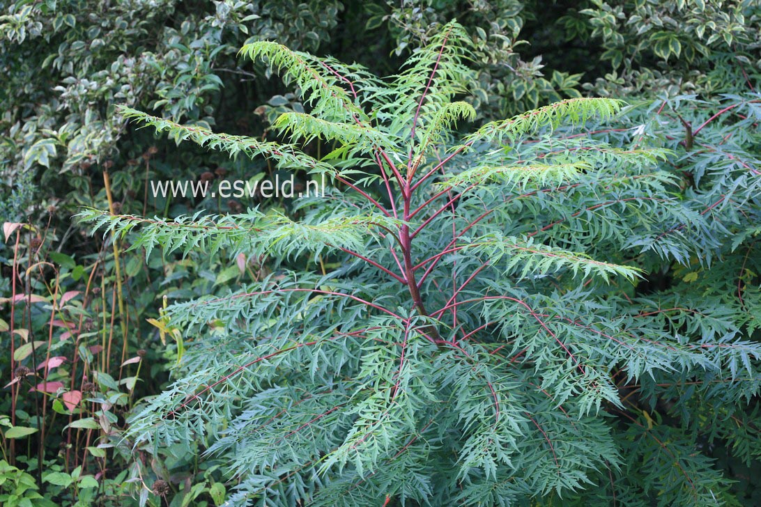 Rhus glabra 'Laciniata'