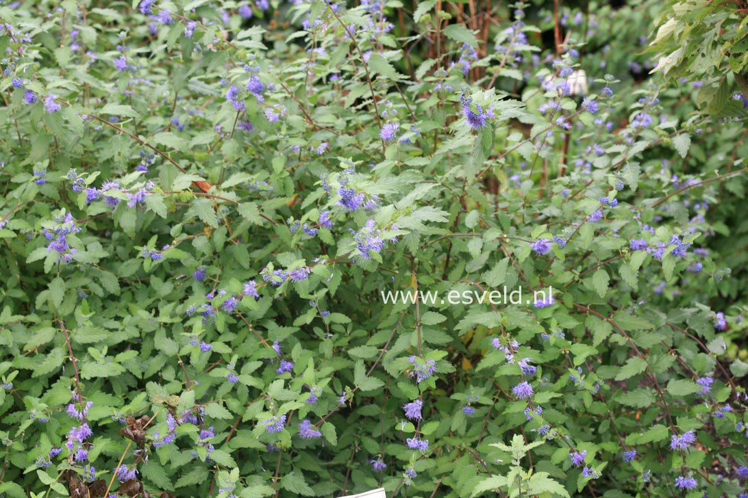 Caryopteris incana