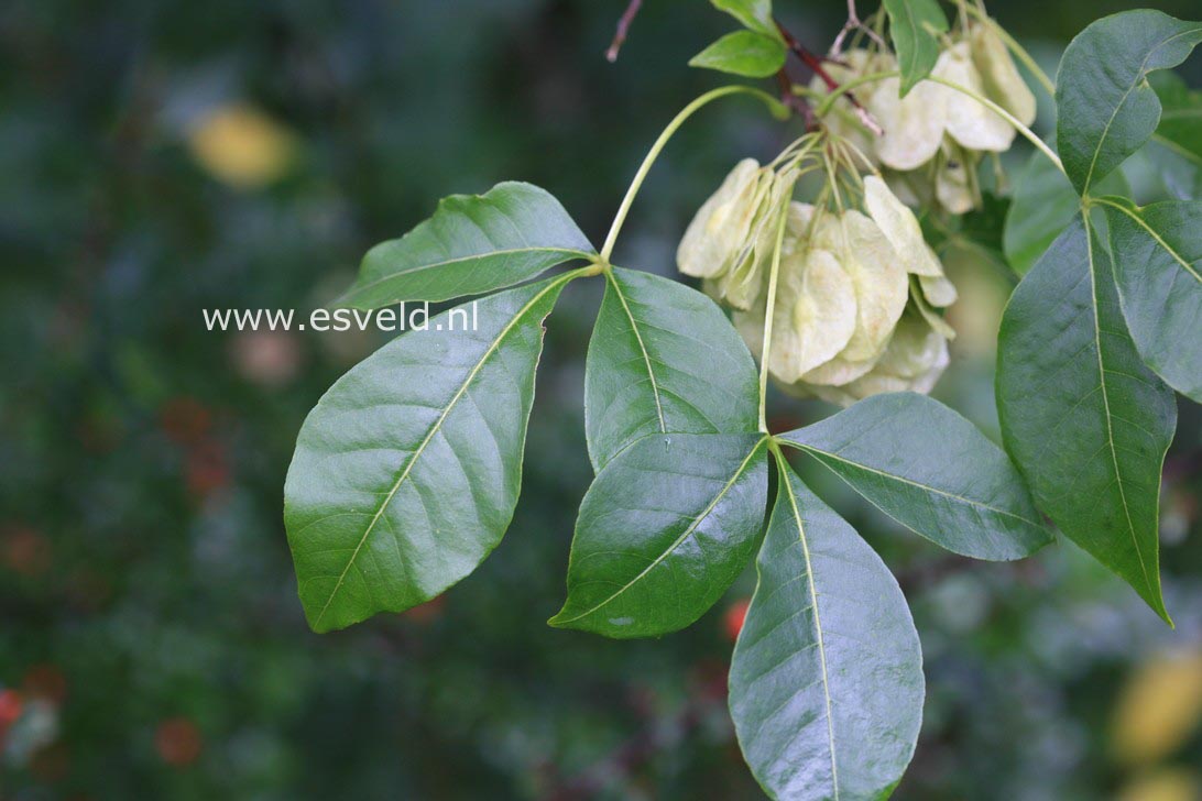 Ptelea trifoliata