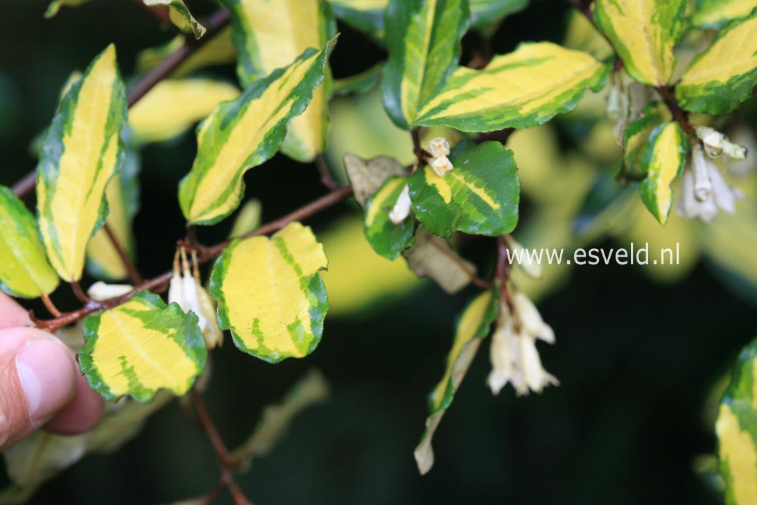 Elaeagnus pungens 'Maculata'