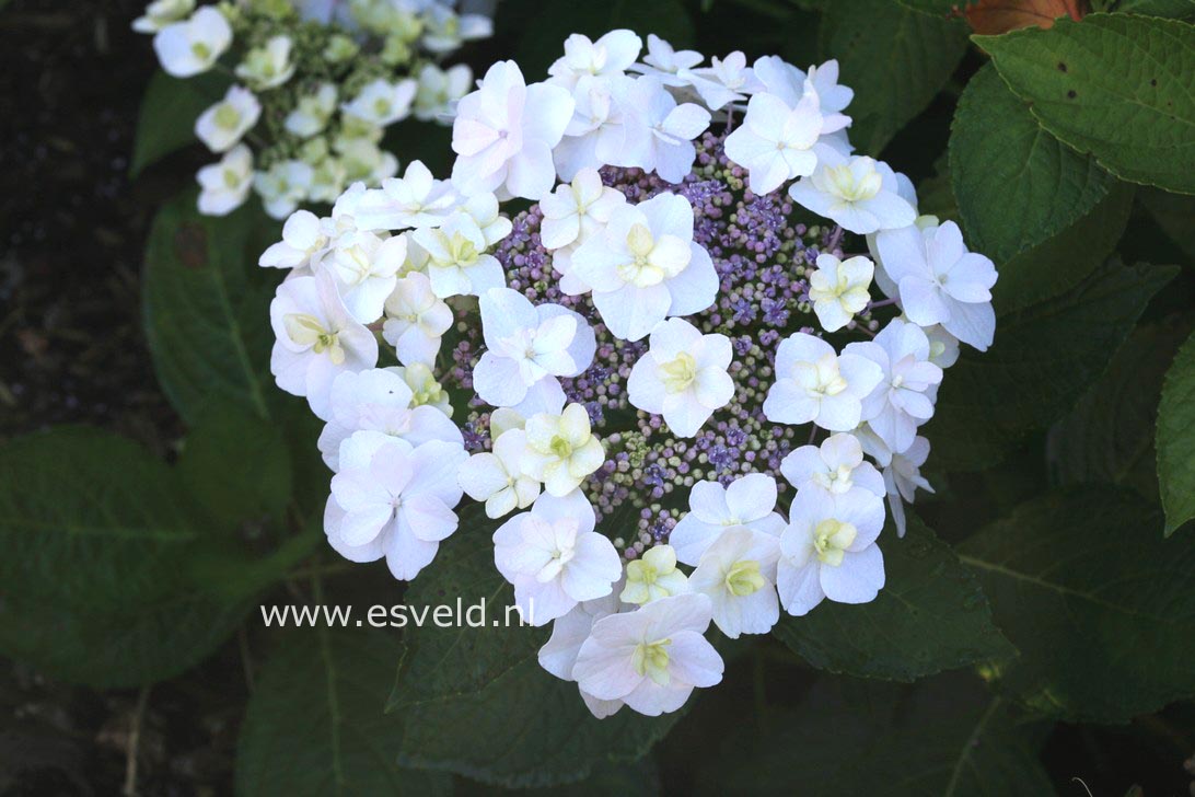 Hydrangea macrophylla 'Trophy'