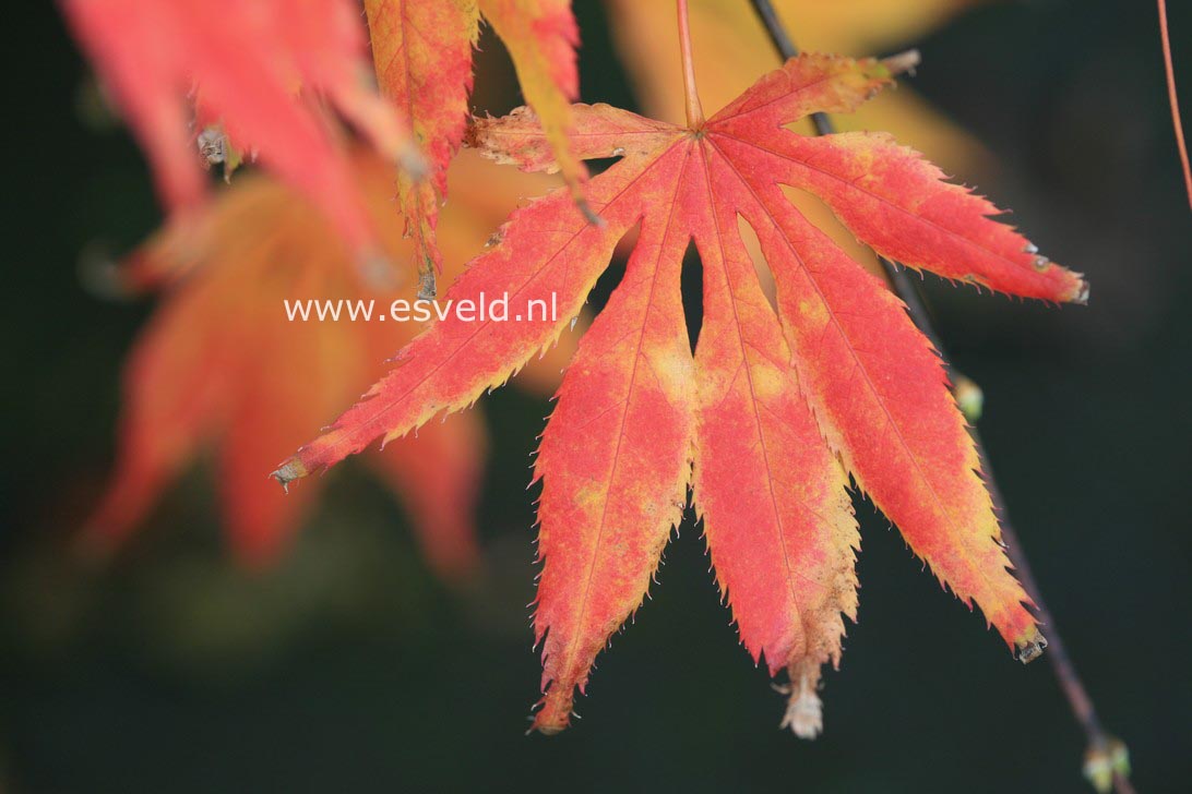 Acer palmatum 'Yamato gire'