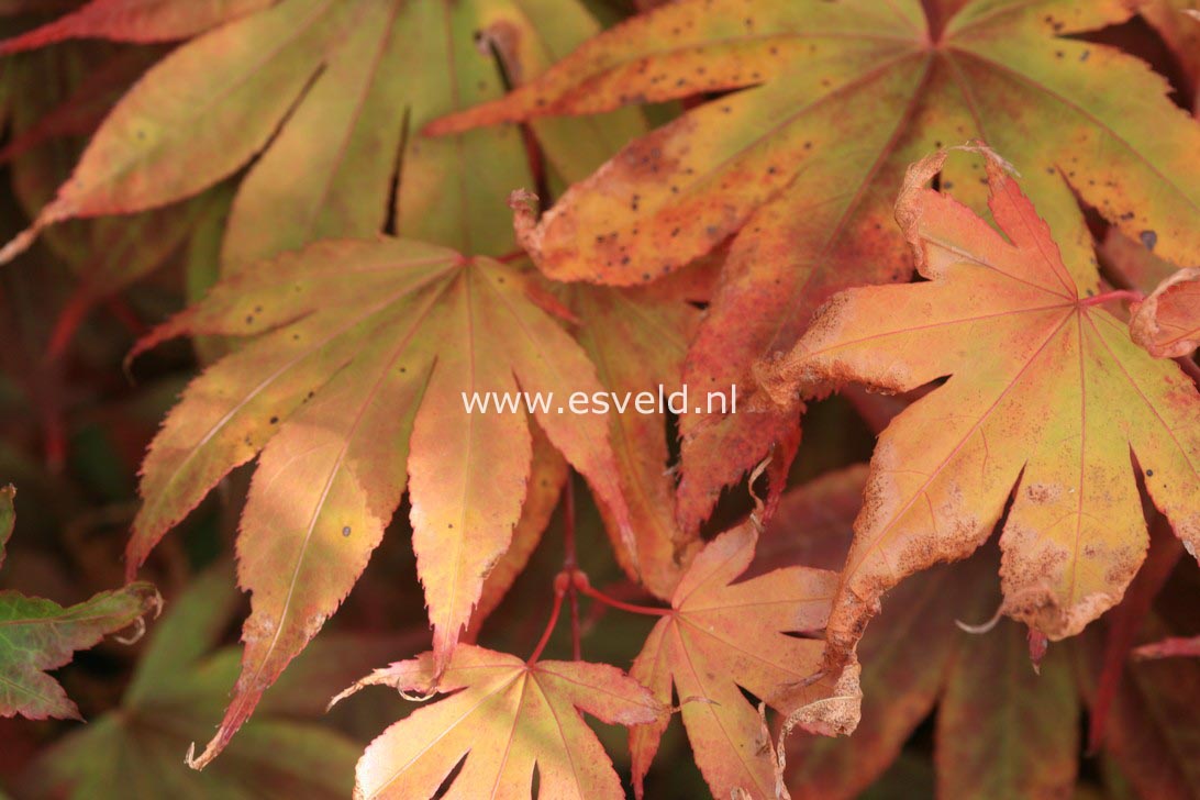 Acer palmatum 'Hinode nishiki'