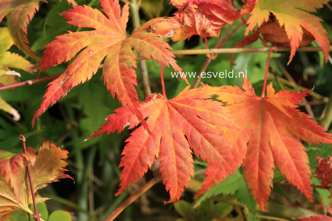 Acer palmatum 'Kishuzan'