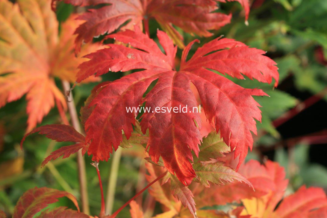 Acer palmatum 'Kishuzan'