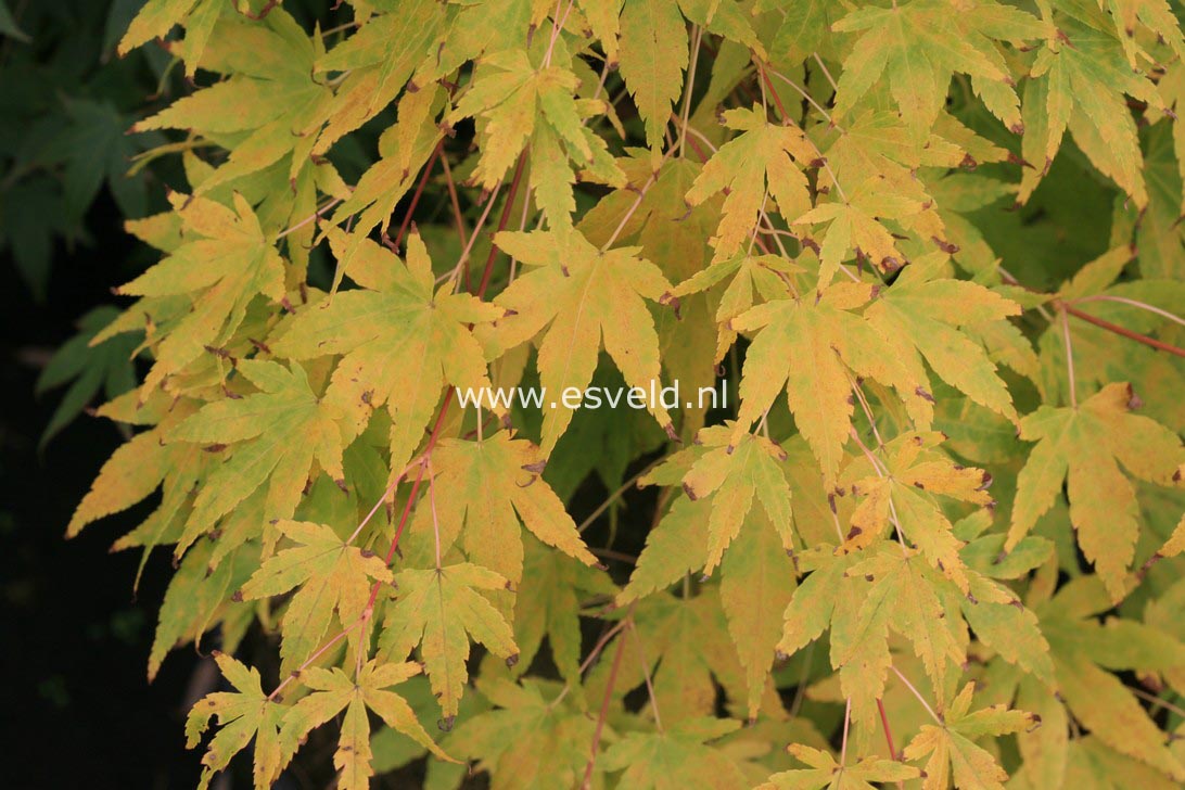 Acer palmatum 'Japanese Sunrise'