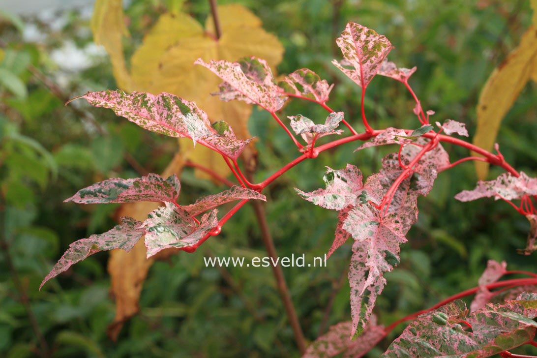 Acer rubescens 'Red Flamingo'