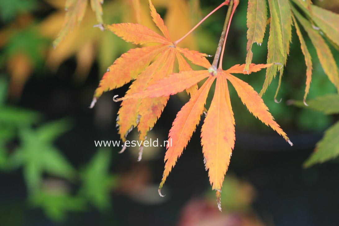 Acer palmatum 'Shinonome'