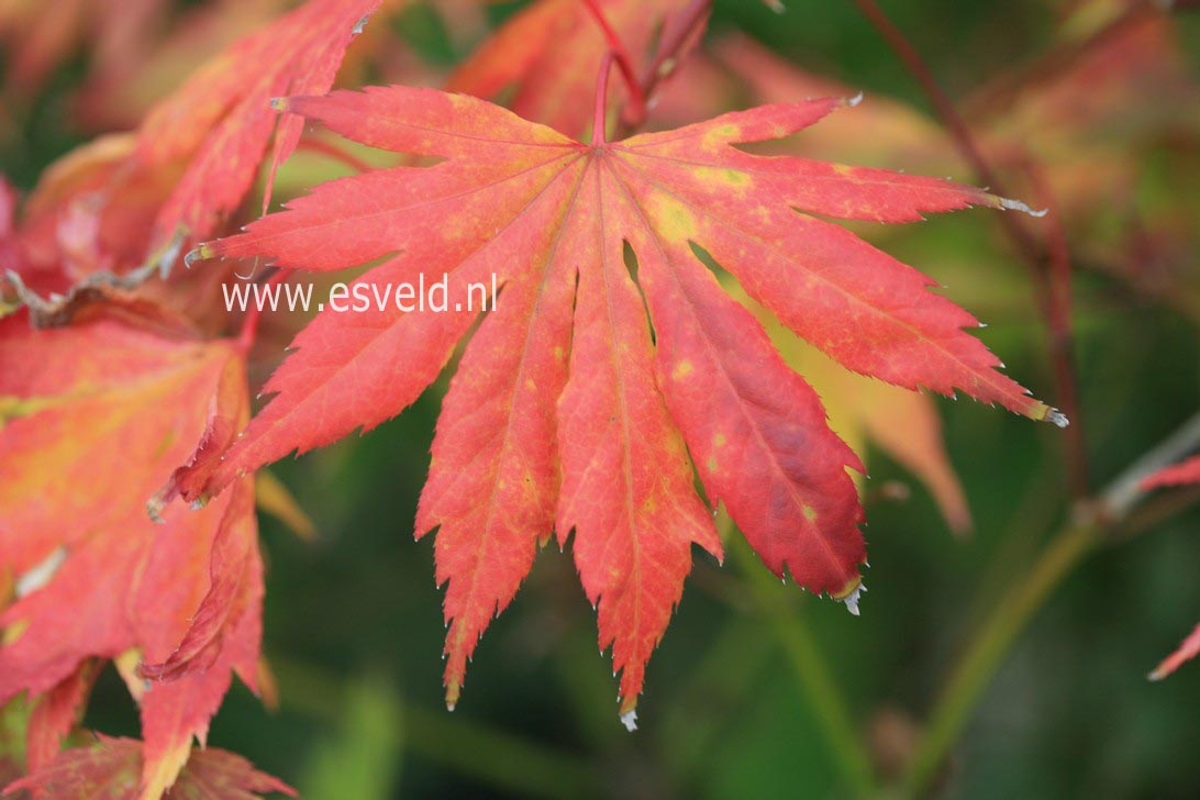 Acer palmatum 'Muko gasa'