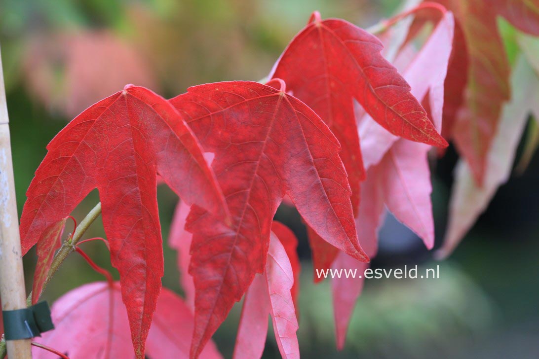 Acer buergerianum 'Pendula'