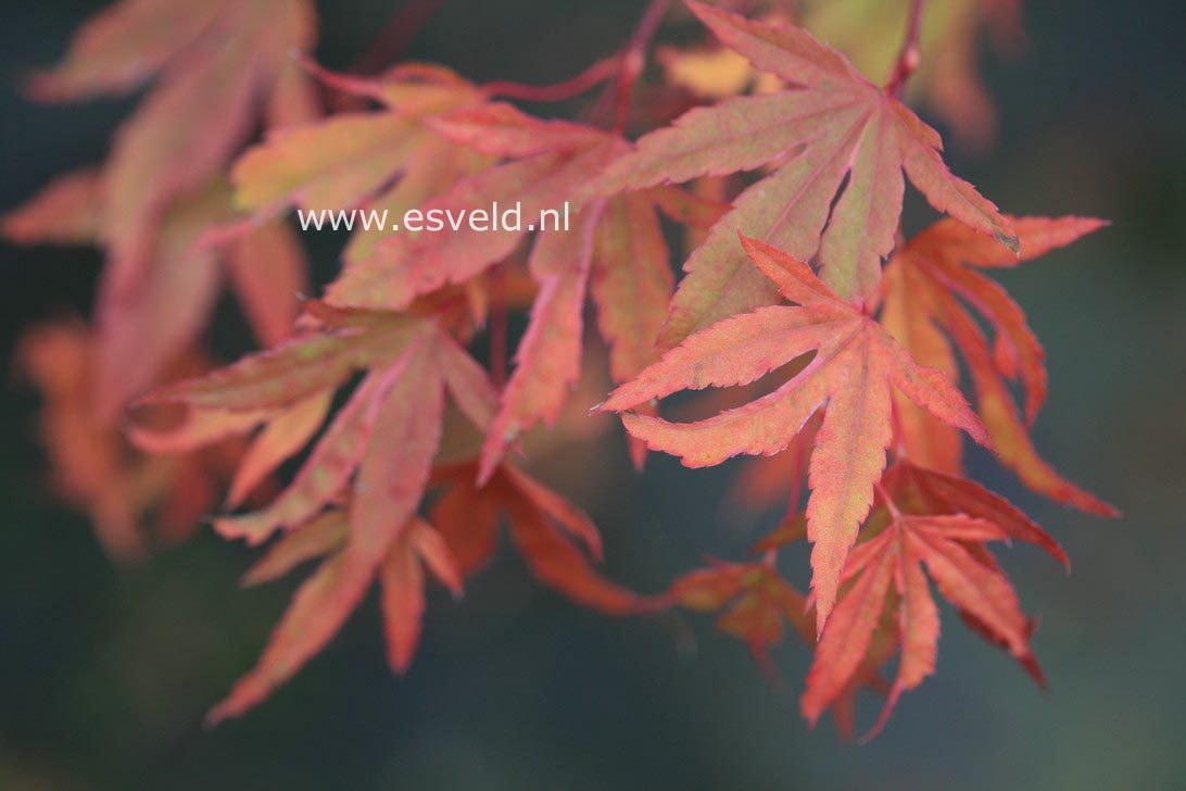 Acer palmatum 'Hoshi kuzu'