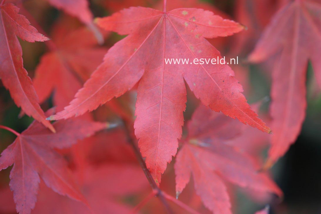 Acer palmatum 'Nakahara beni'