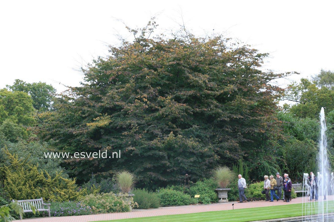 Parrotia persica