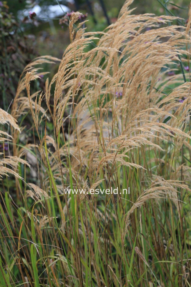 Achnatherum calamagrostis