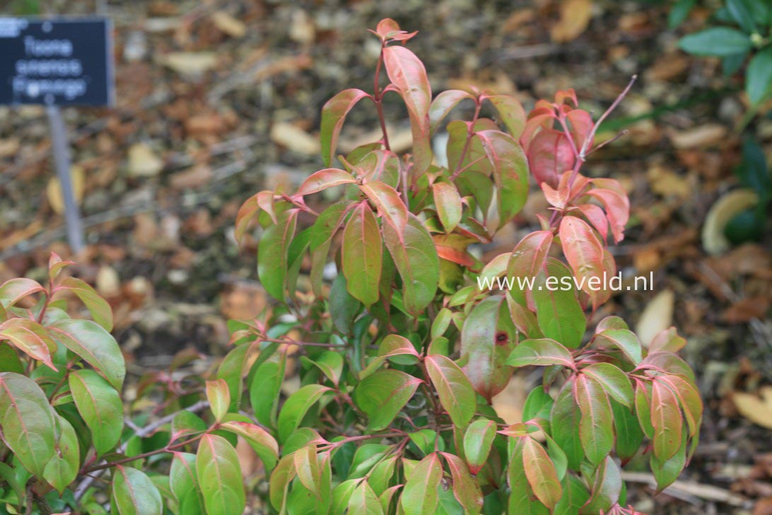 Cornus hongkongensis