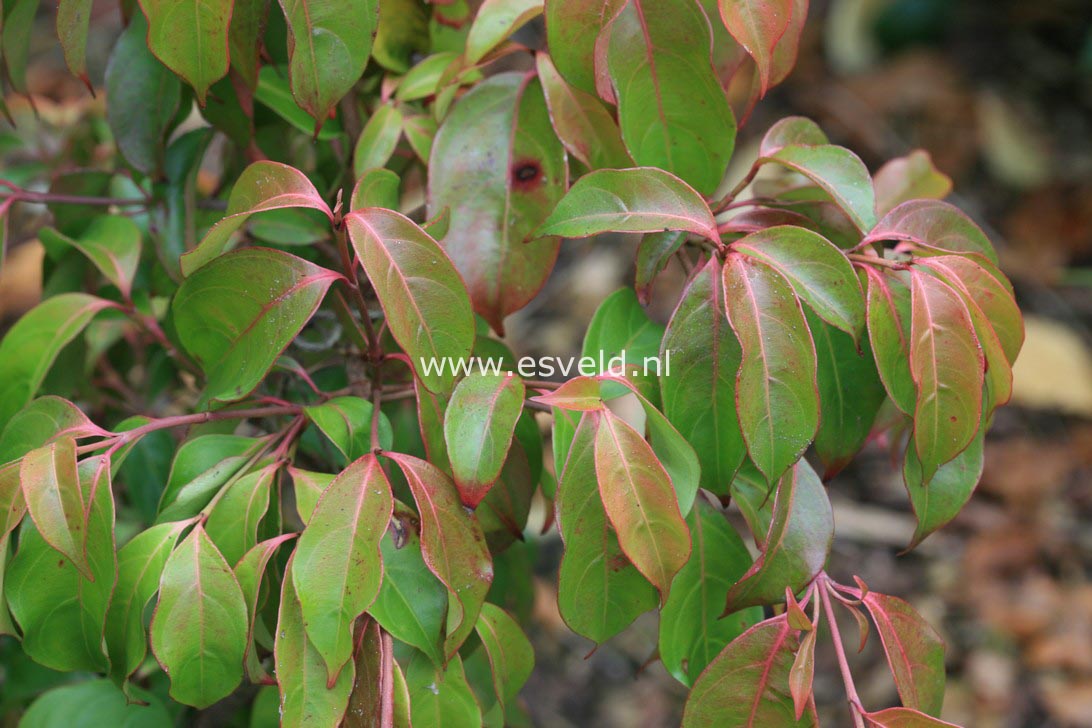 Cornus hongkongensis